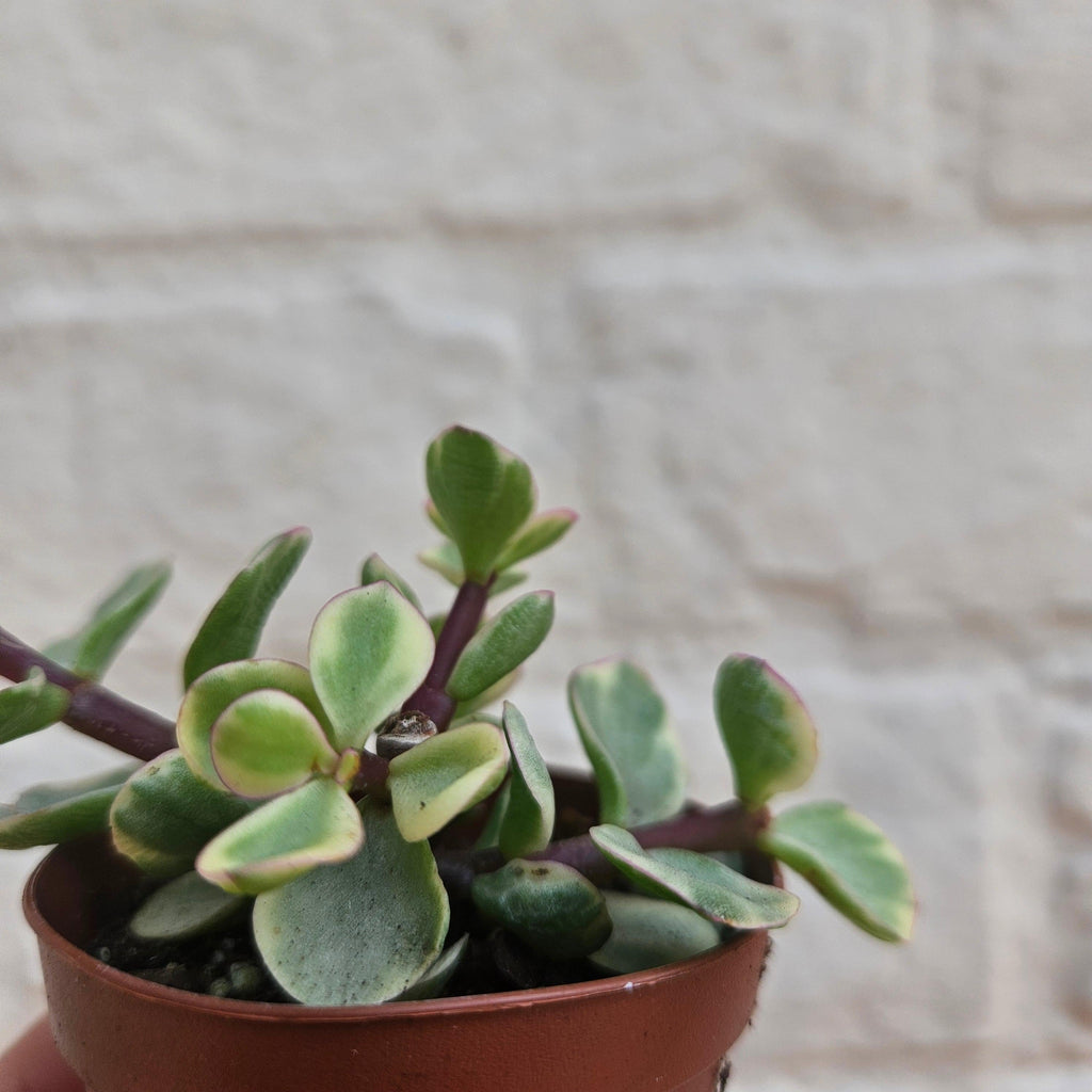 Portulacaria afra variegata (Elephant Bush)