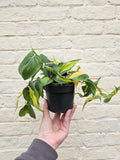 Philodendron scandens 'Brasil'
