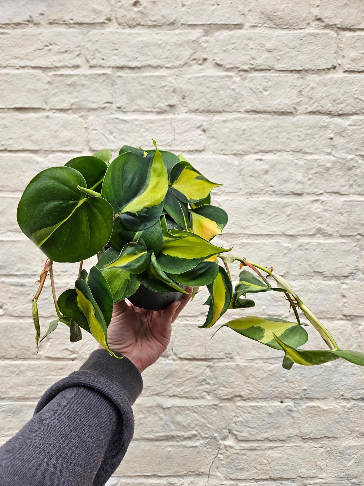 Philodendron scandens 'Brasil'