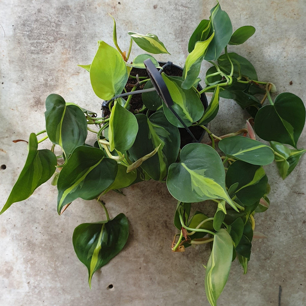 Philodendron scandens 'Brasil'