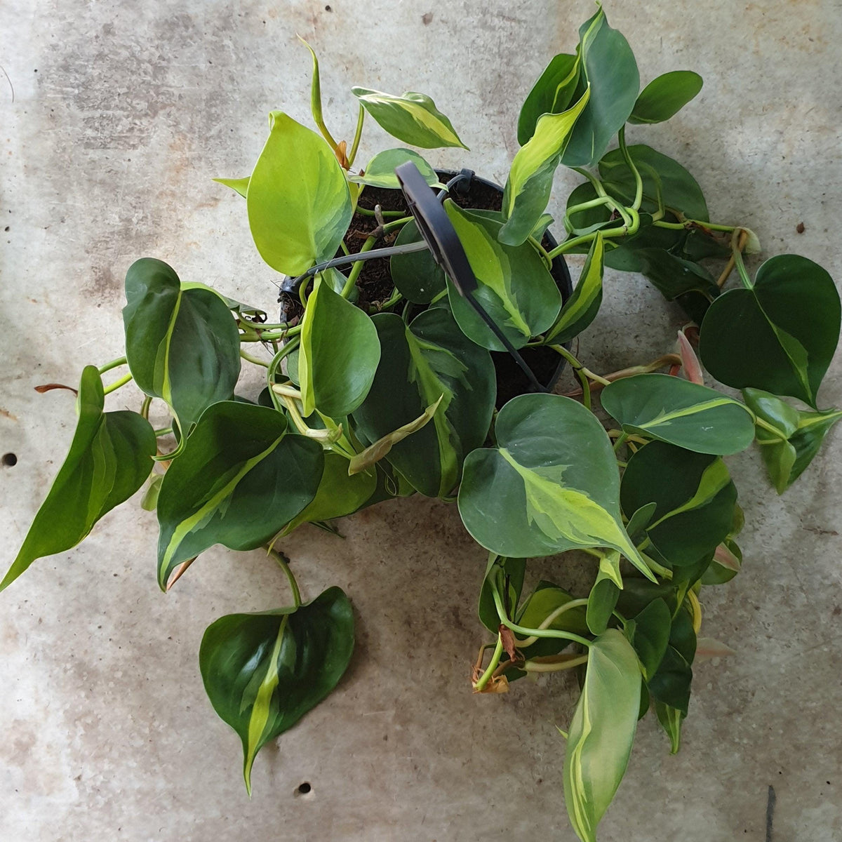 Philodendron scandens 'Brasil'