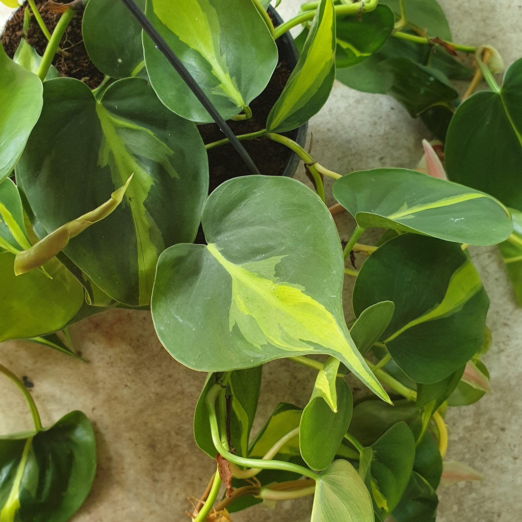 Philodendron scandens 'Brasil'