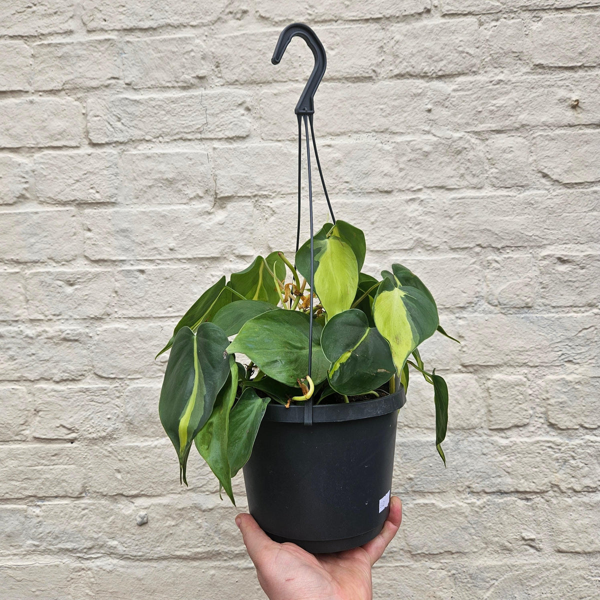 Philodendron scandens 'Brasil'