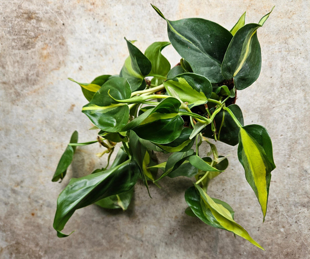 Philodendron scandens 'Brasil'
