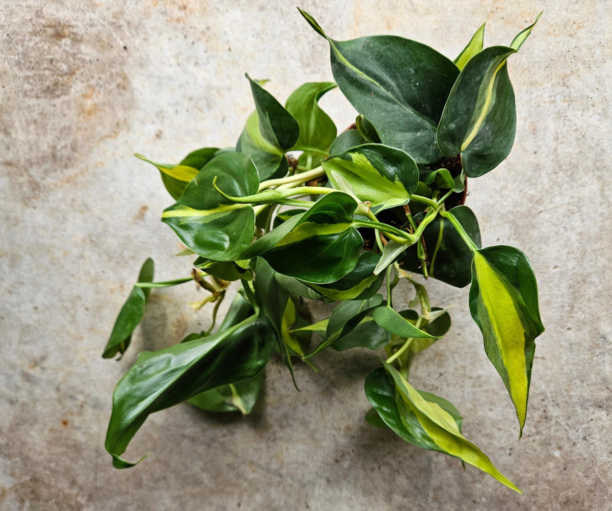 Philodendron scandens 'Brasil'