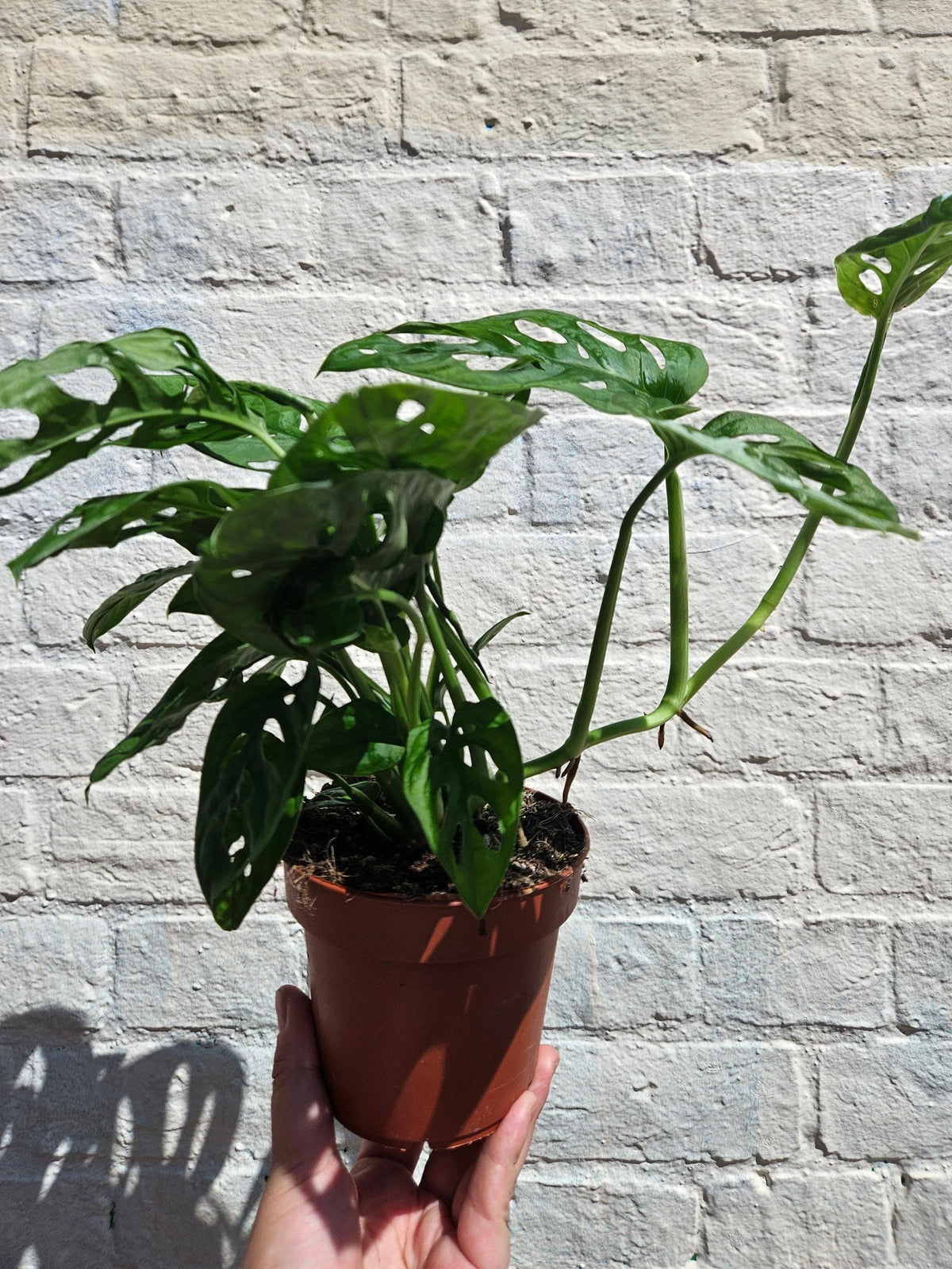 Monstera adansonii 'Monkey Mask'