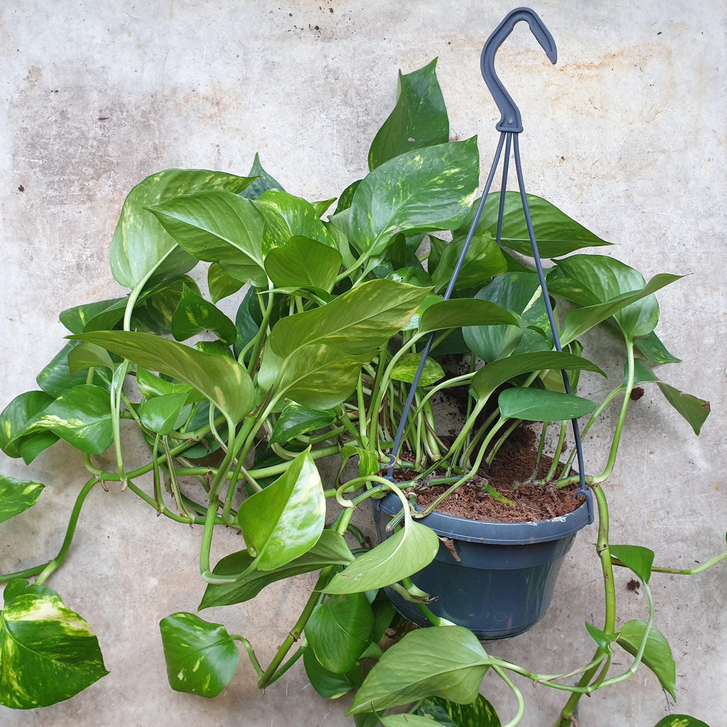 Epipremnum aureum (Golden Pothos)