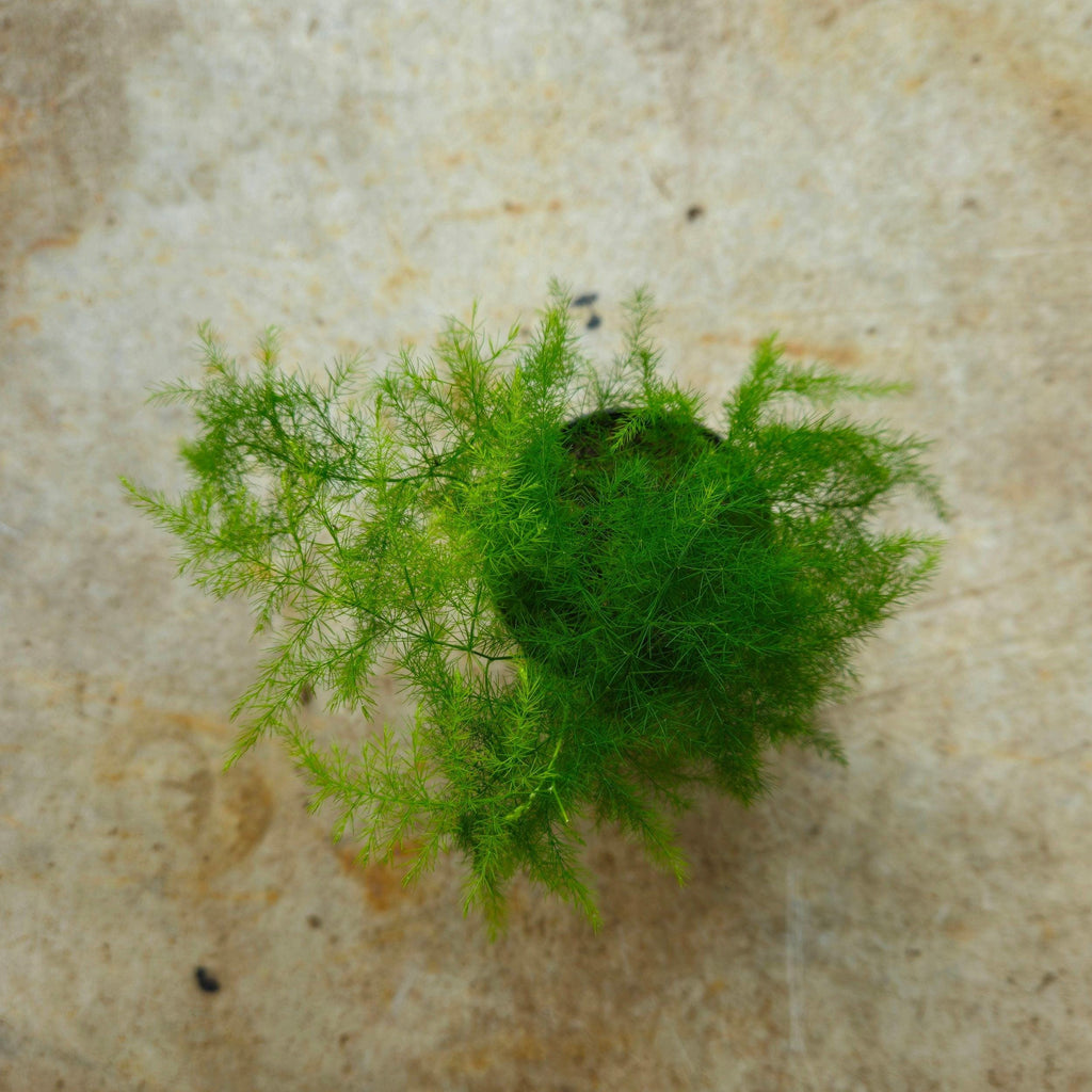 Asparagus setaceus (Asparagus fern)
