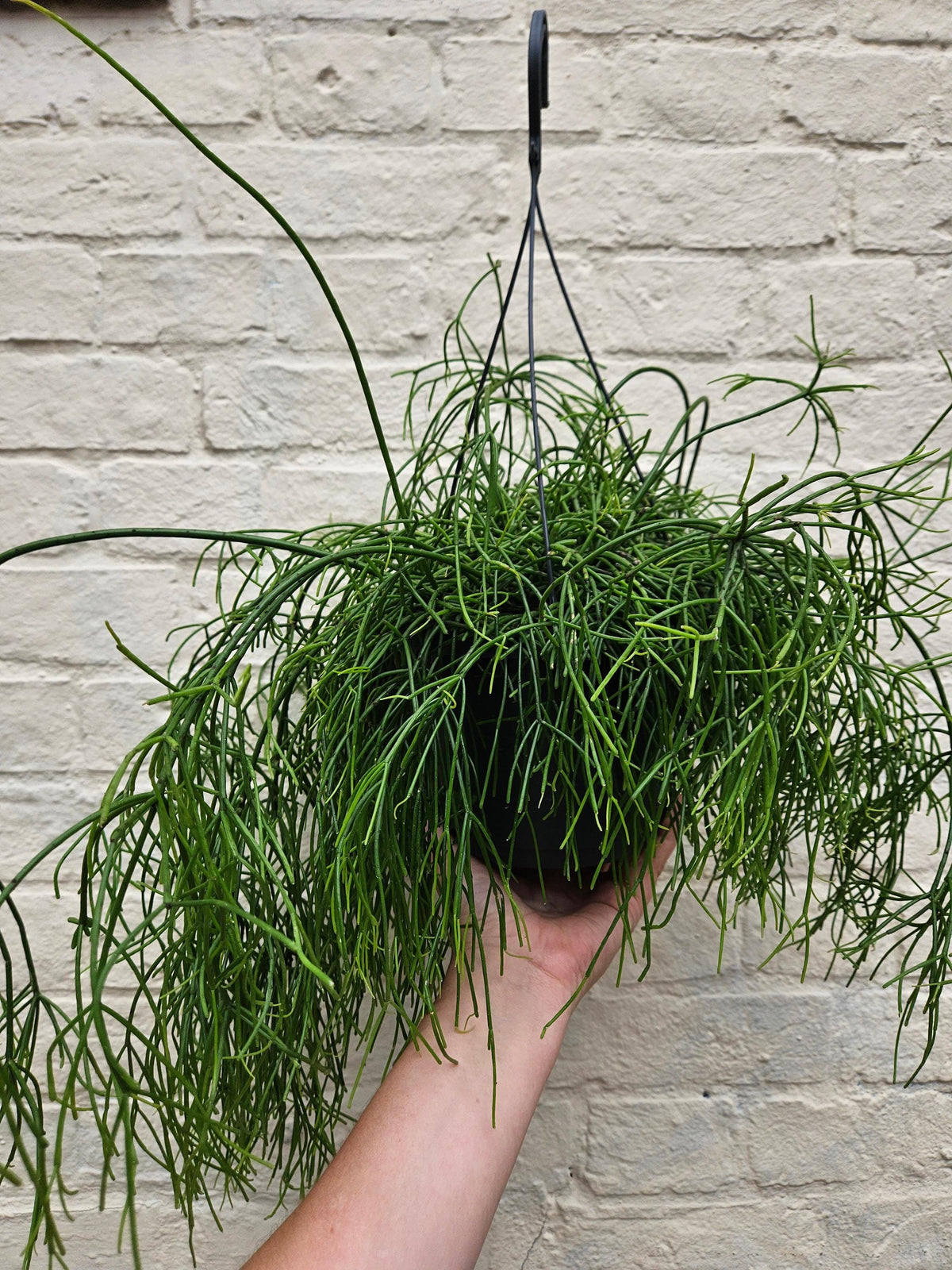 Rhipsalis baccifera 'Oasis' (Mistletoe Cactus)