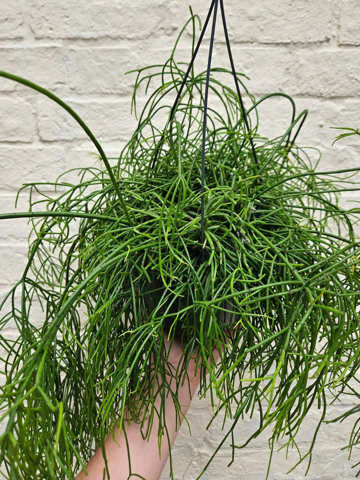 Rhipsalis baccifera 'Oasis' (Mistletoe Cactus)