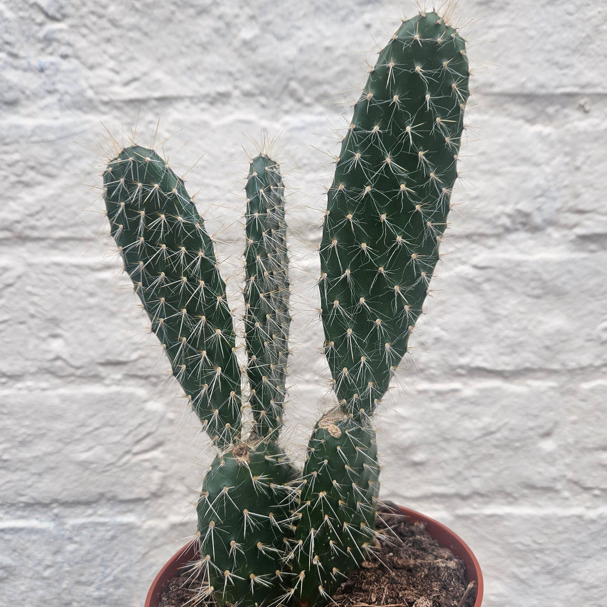 Opuntia pailana (Bunny Ears)