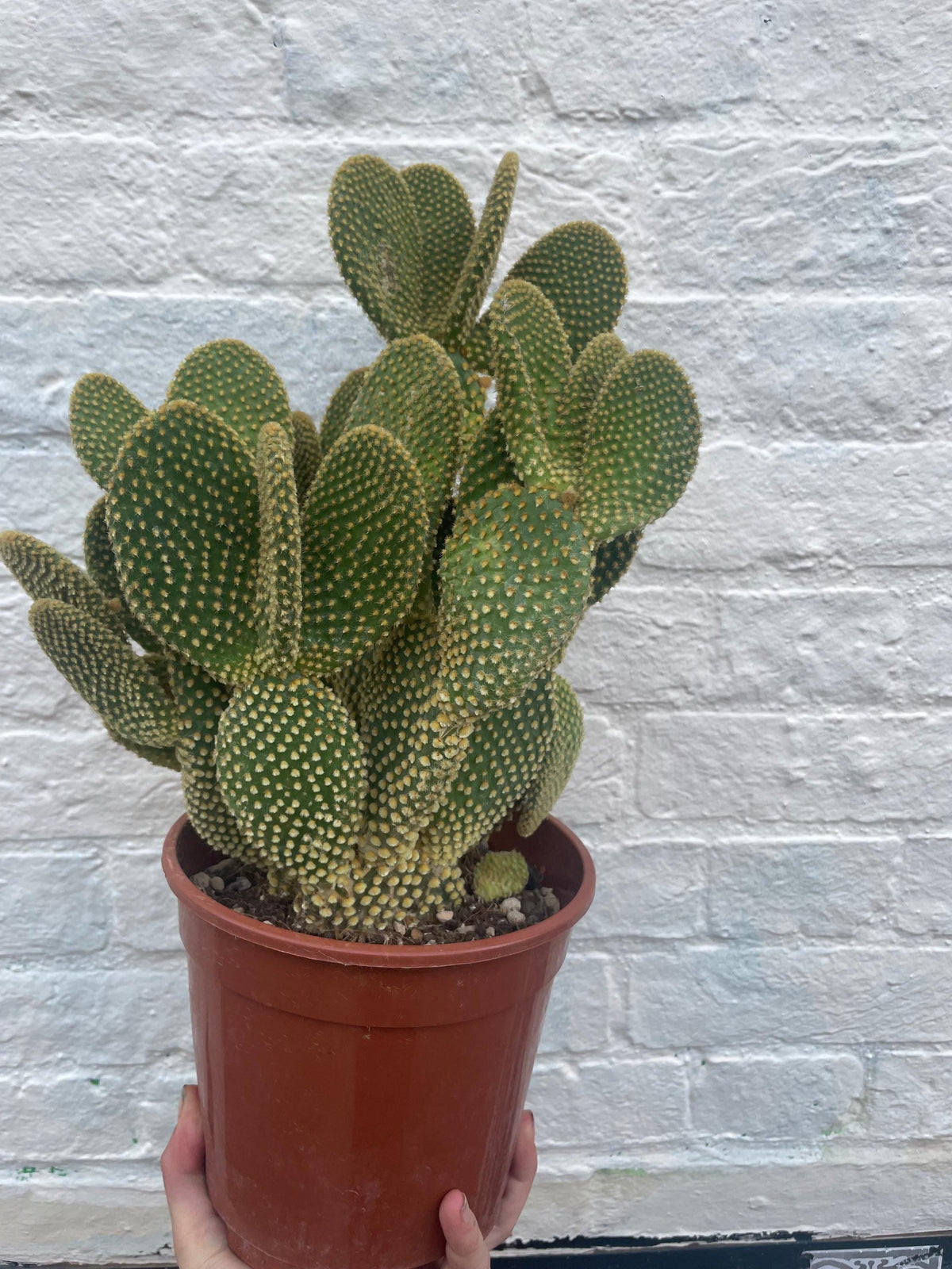 Opuntia microdasys (Bunny Ears)
