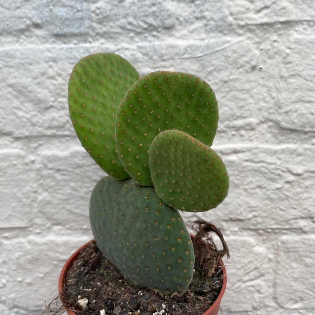 Opuntia microdasys (Bunny Ears)