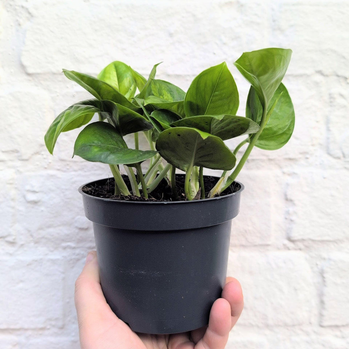 Epipremnum pinnatum 'Global Green' (Pothos)