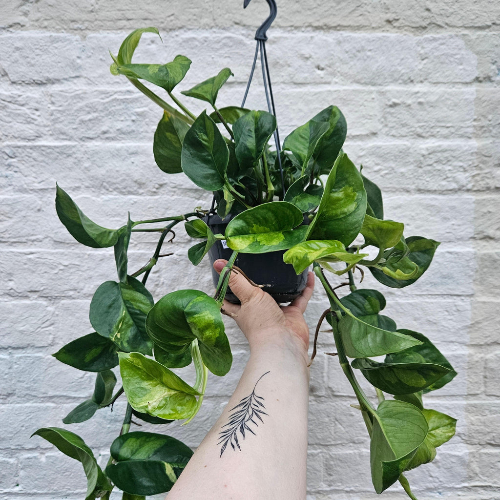 Epipremnum pinnatum 'Global Green' (Pothos)