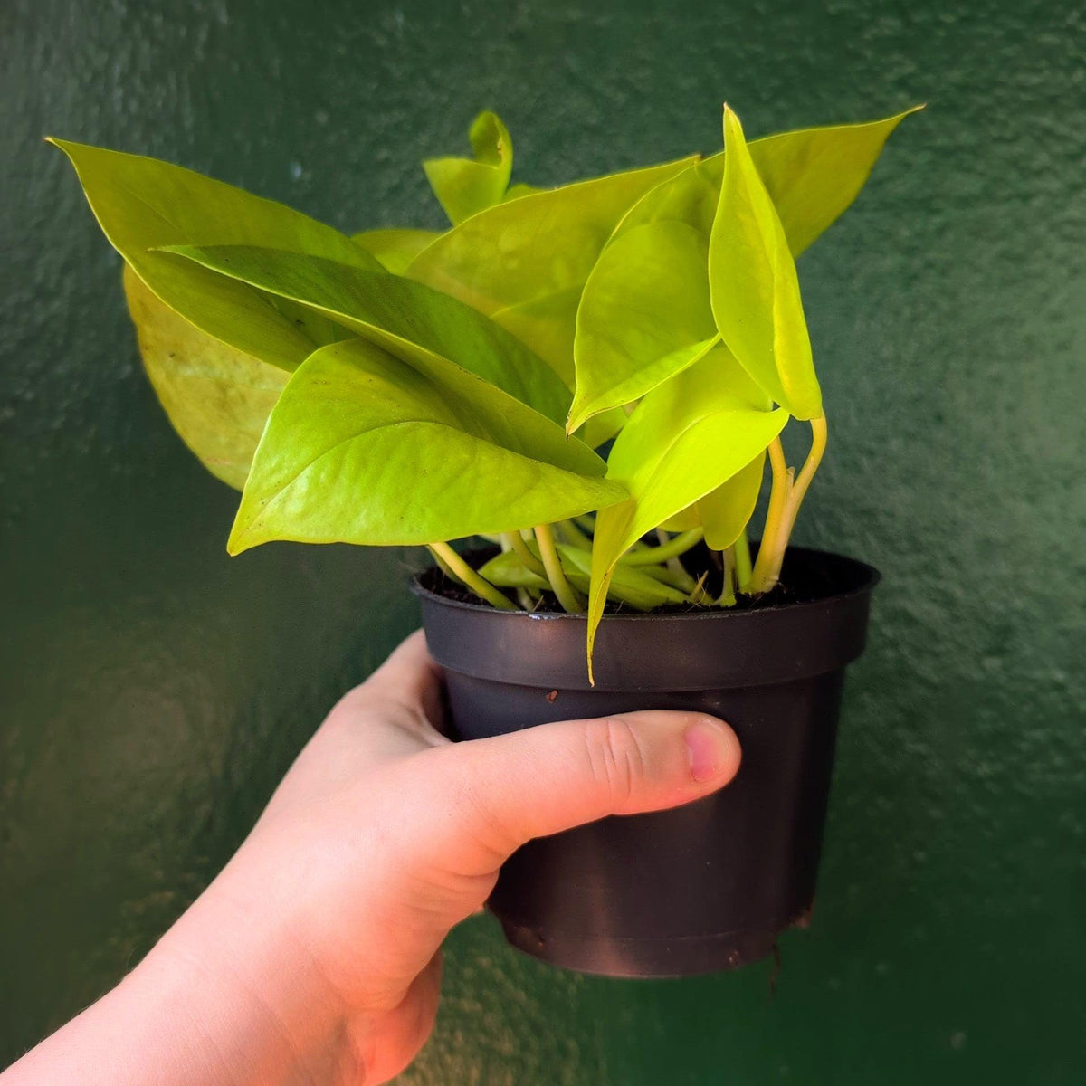 Epipremnum Aureum 'Neon' (Pothos)