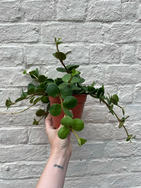 Peperomia tetraphylla 'Hope' (Peperomia Hope)