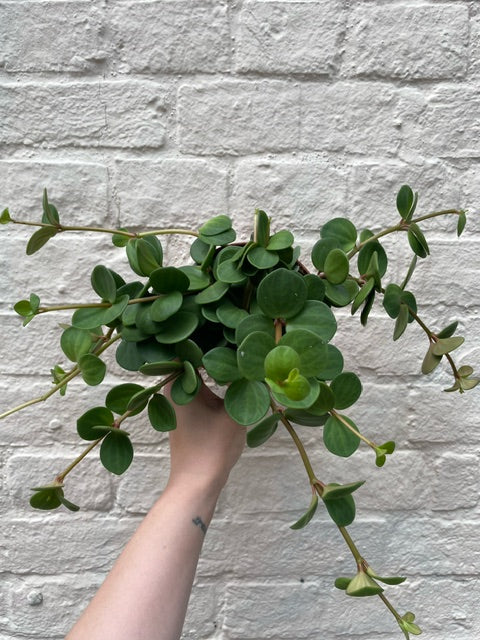 Peperomia tetraphylla 'Hope' (Peperomia Hope)