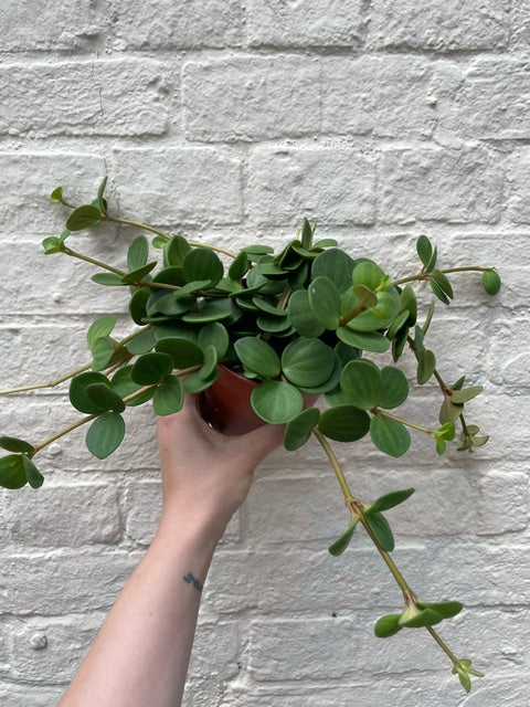Peperomia tetraphylla 'Hope' (Peperomia Hope)