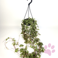 Ceropegia Linearis Luuk 14cm Houseplant
