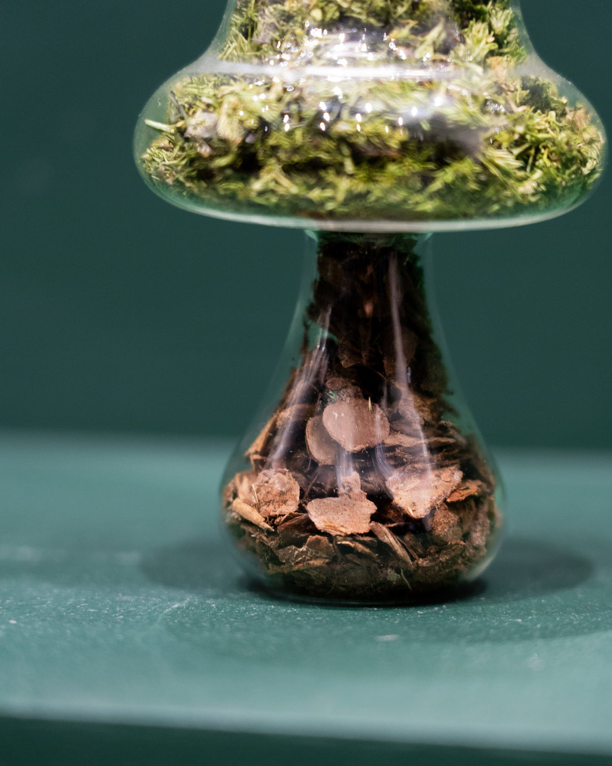 Preserved Moss Mushroom Ornament | Tall | Bark Cap