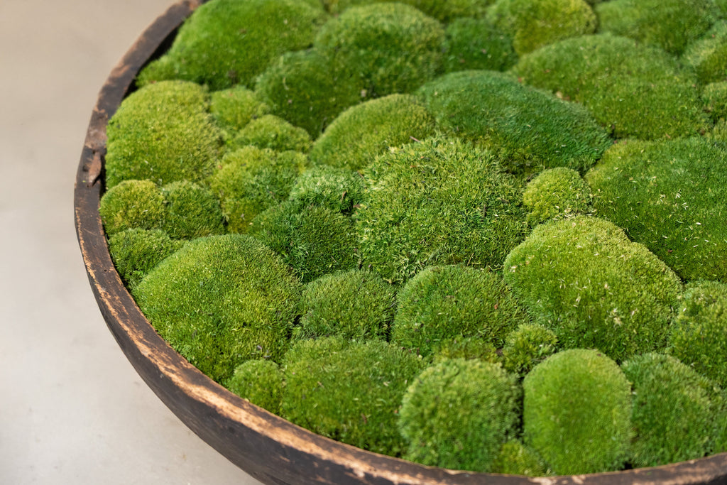 Vintage Wooden Moss Bowl | Preserved Moss | 61cm D × 13.5cm H