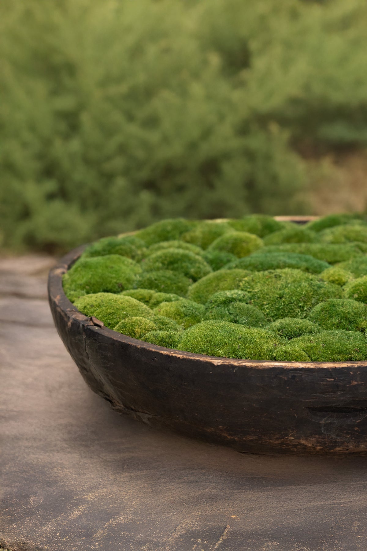 Vintage Wooden Moss Bowl | Preserved Moss | 61cm D × 13.5cm H