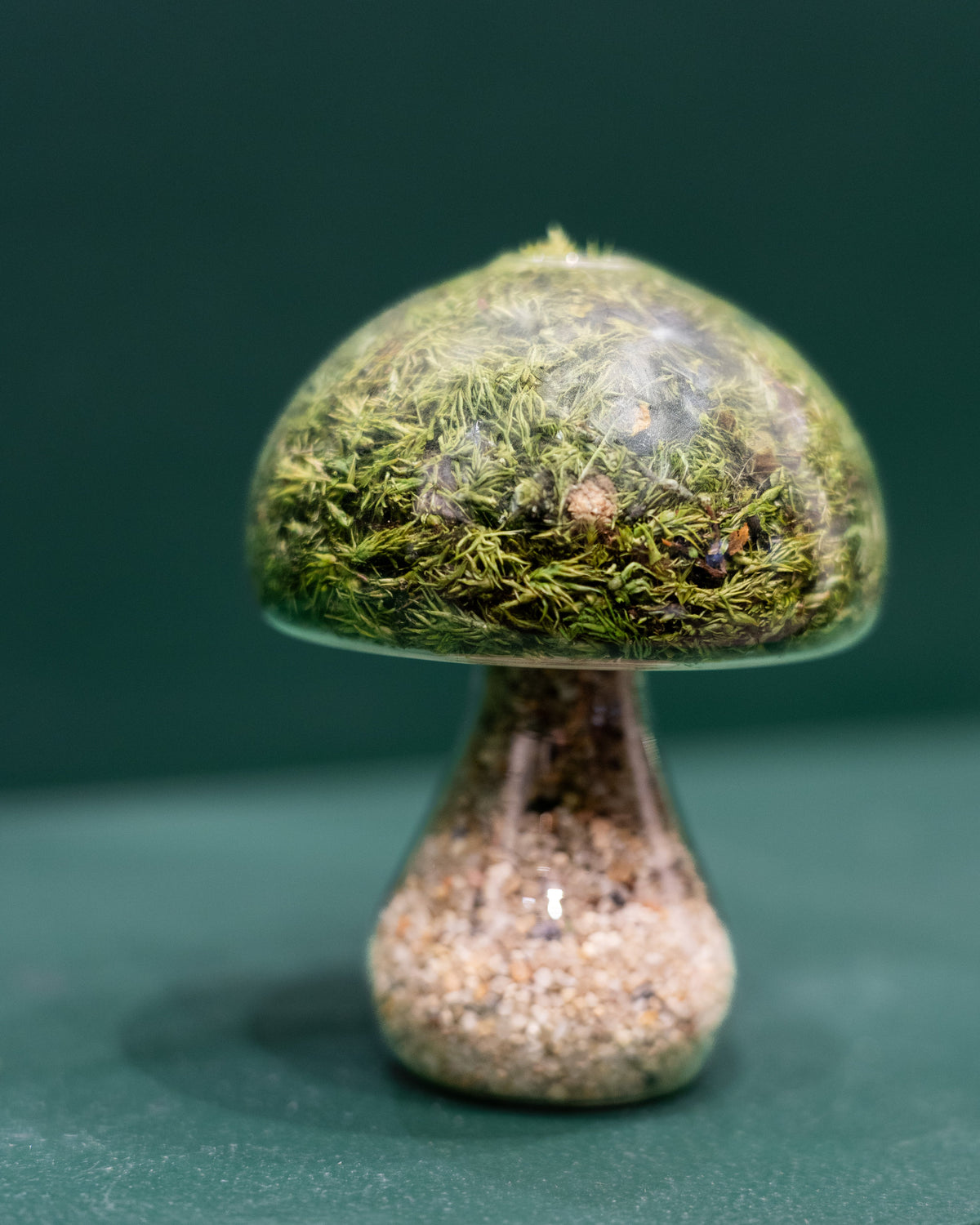Preserved Moss Mushroom Ornament | Round | Light Stone Cap