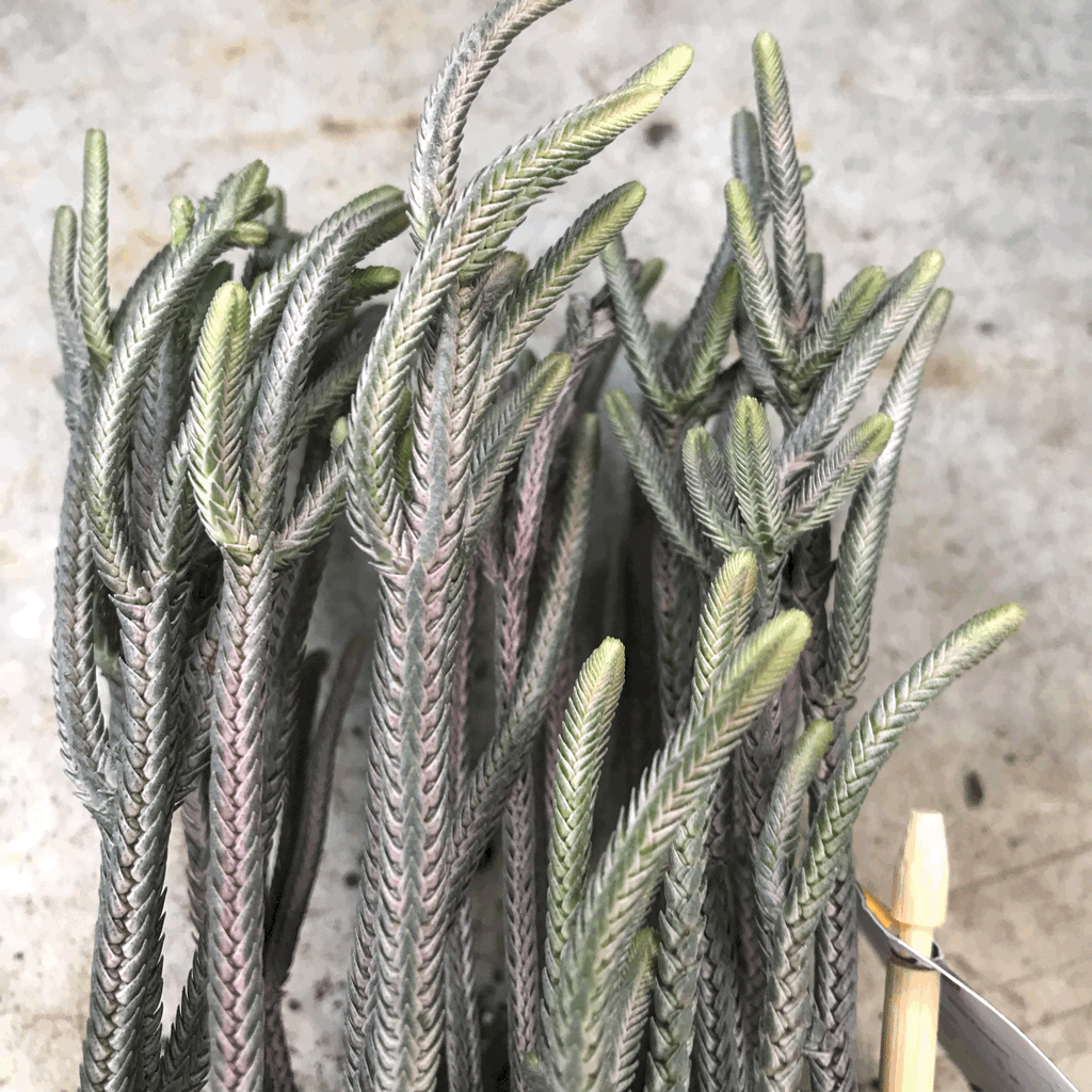 Crassula lycopodioides (Watchchain Plant)