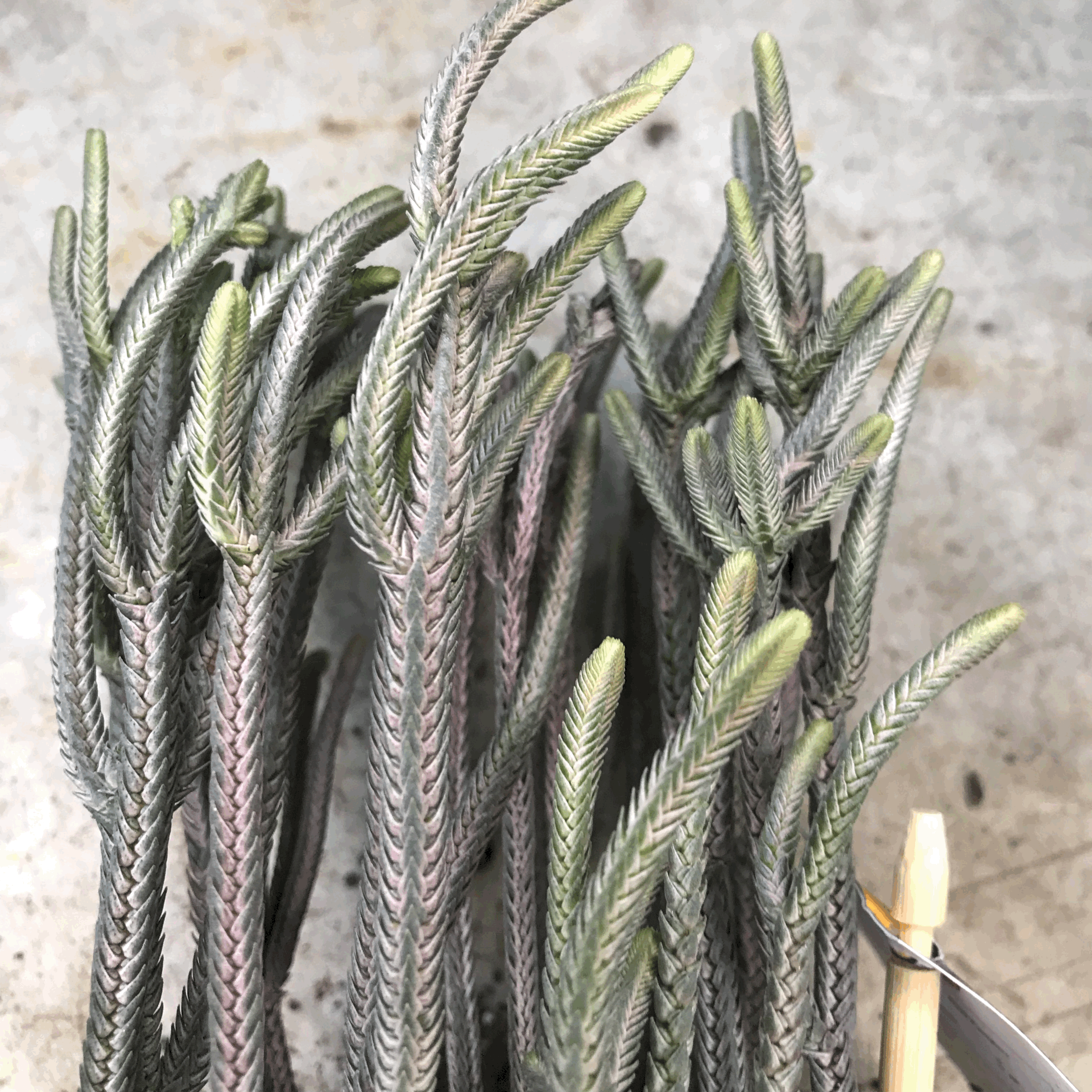 Crassula lycopodioides (Watchchain Plant)