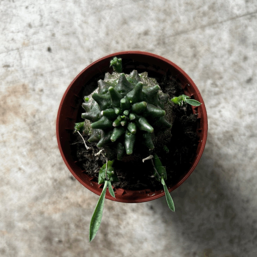 Pachypodium lamerei (Madagascar Palm)