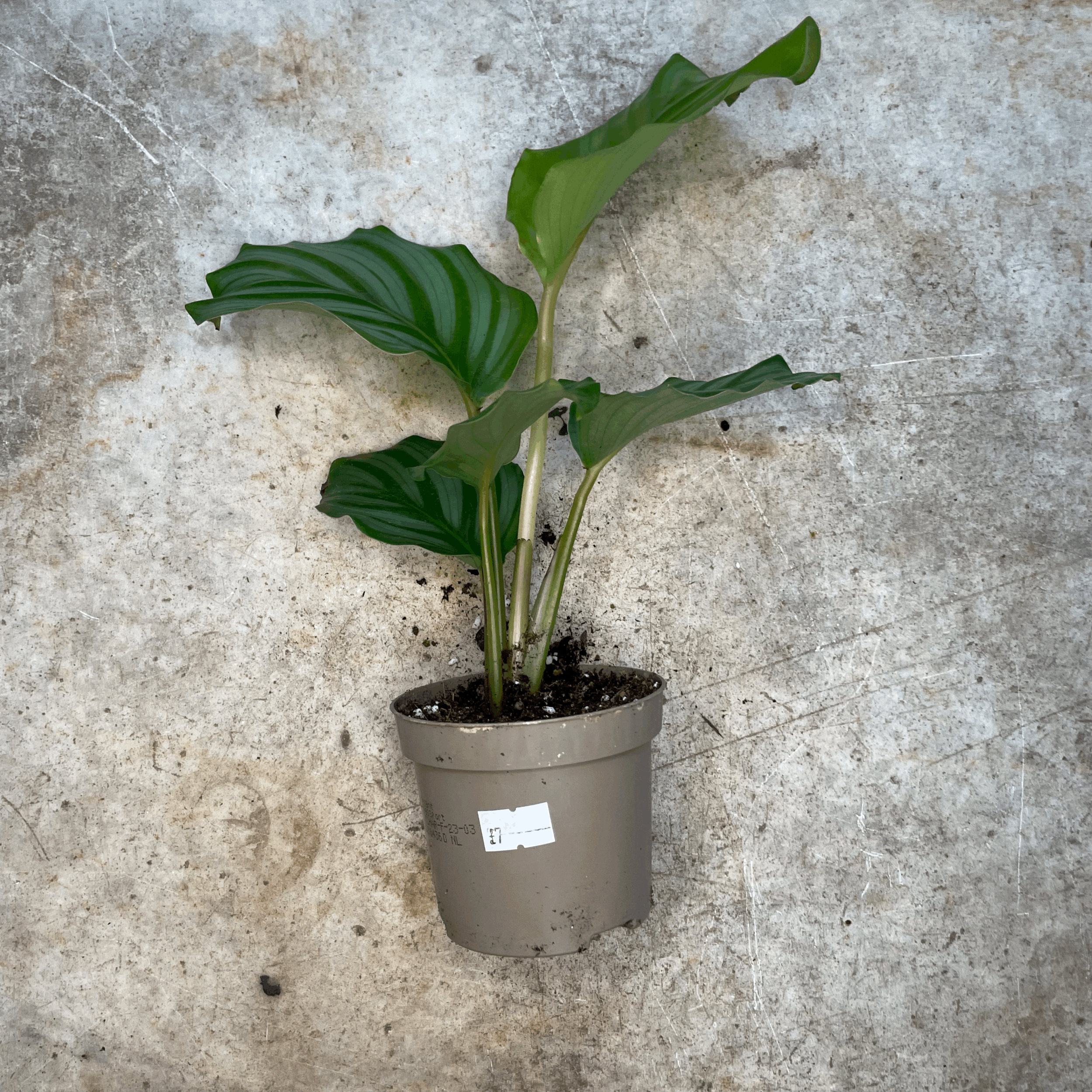 Calathea orbifolia (Prayer Plant)