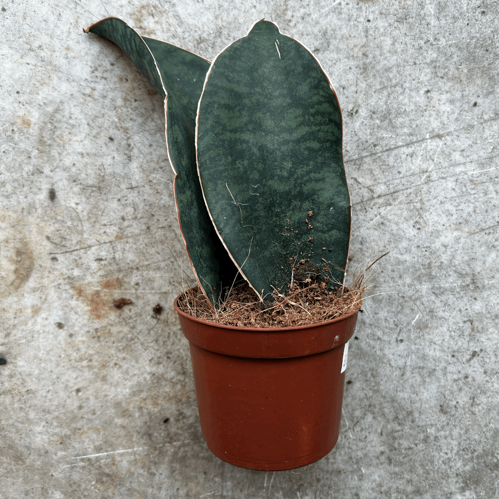 Sansevieria masoniana (Whales fin)