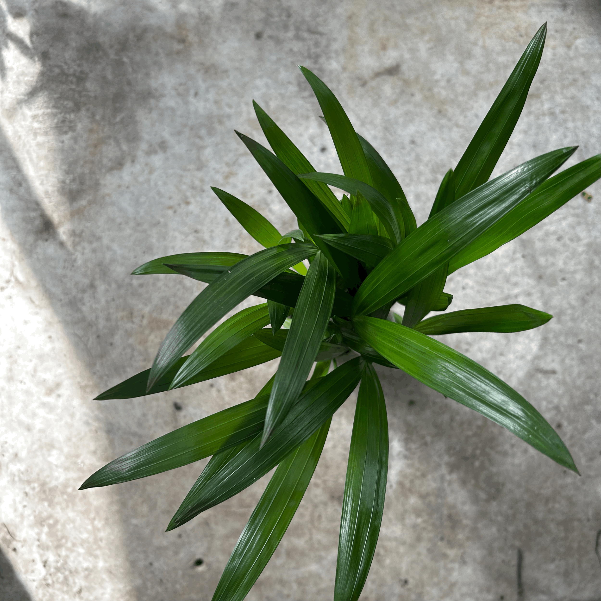 Dypsis lutescens (Areca Palm)