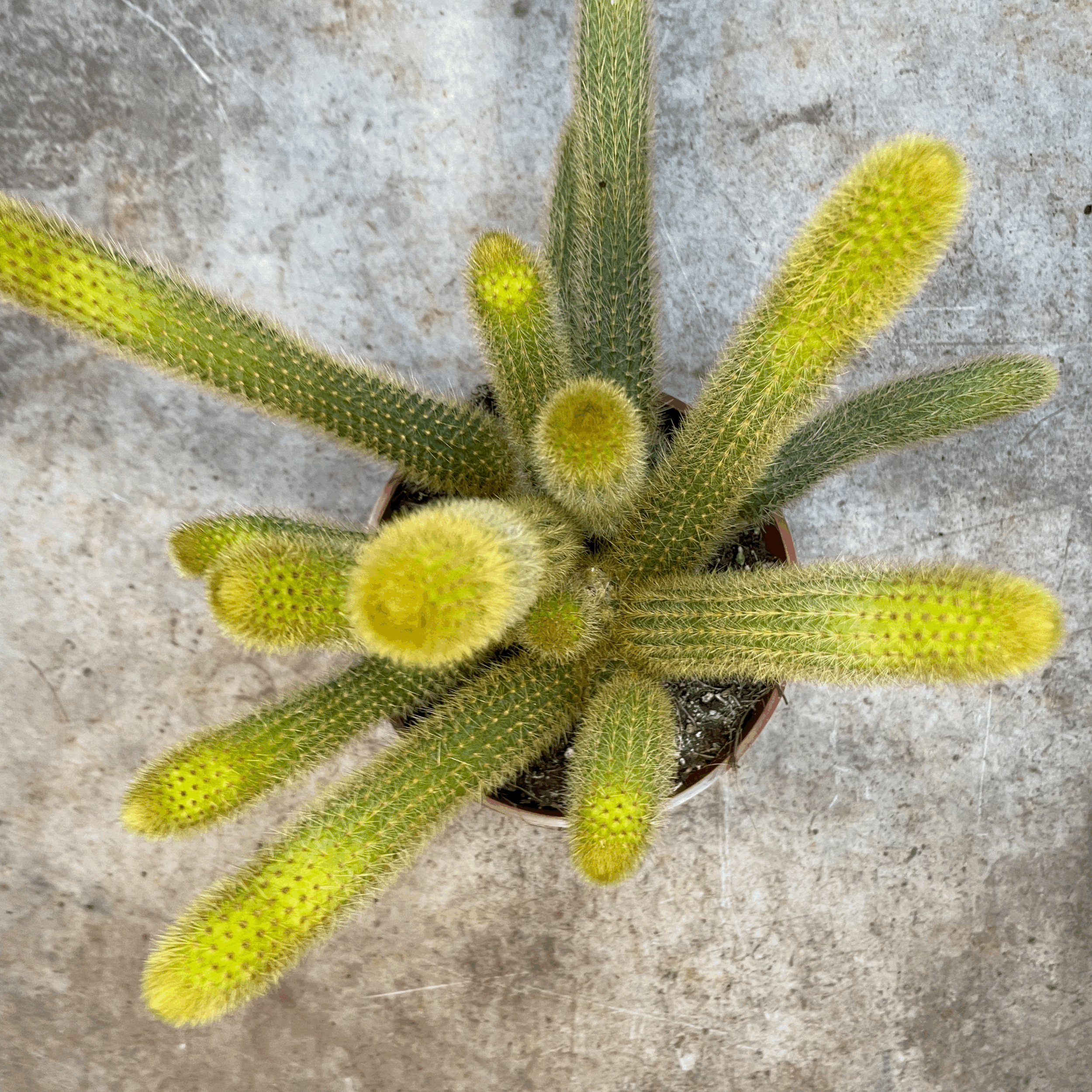 Cleistocactus winteri (Golden Rat Tail cactus)
