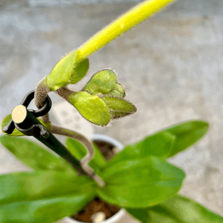 Paphiopedilum 'Milano' Orchid (Lady slipper Orchid)
