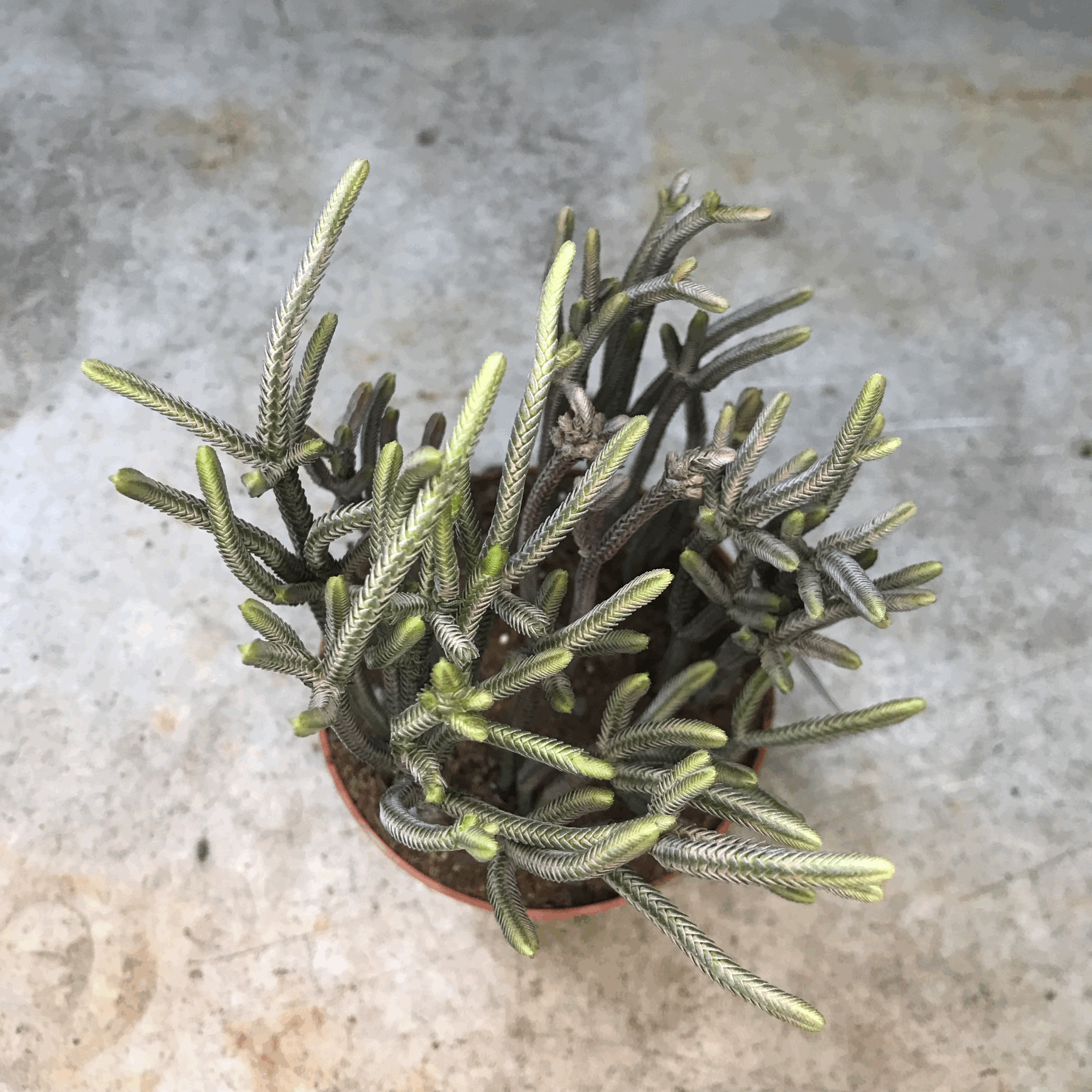 Crassula lycopodioides (Watchchain Plant)