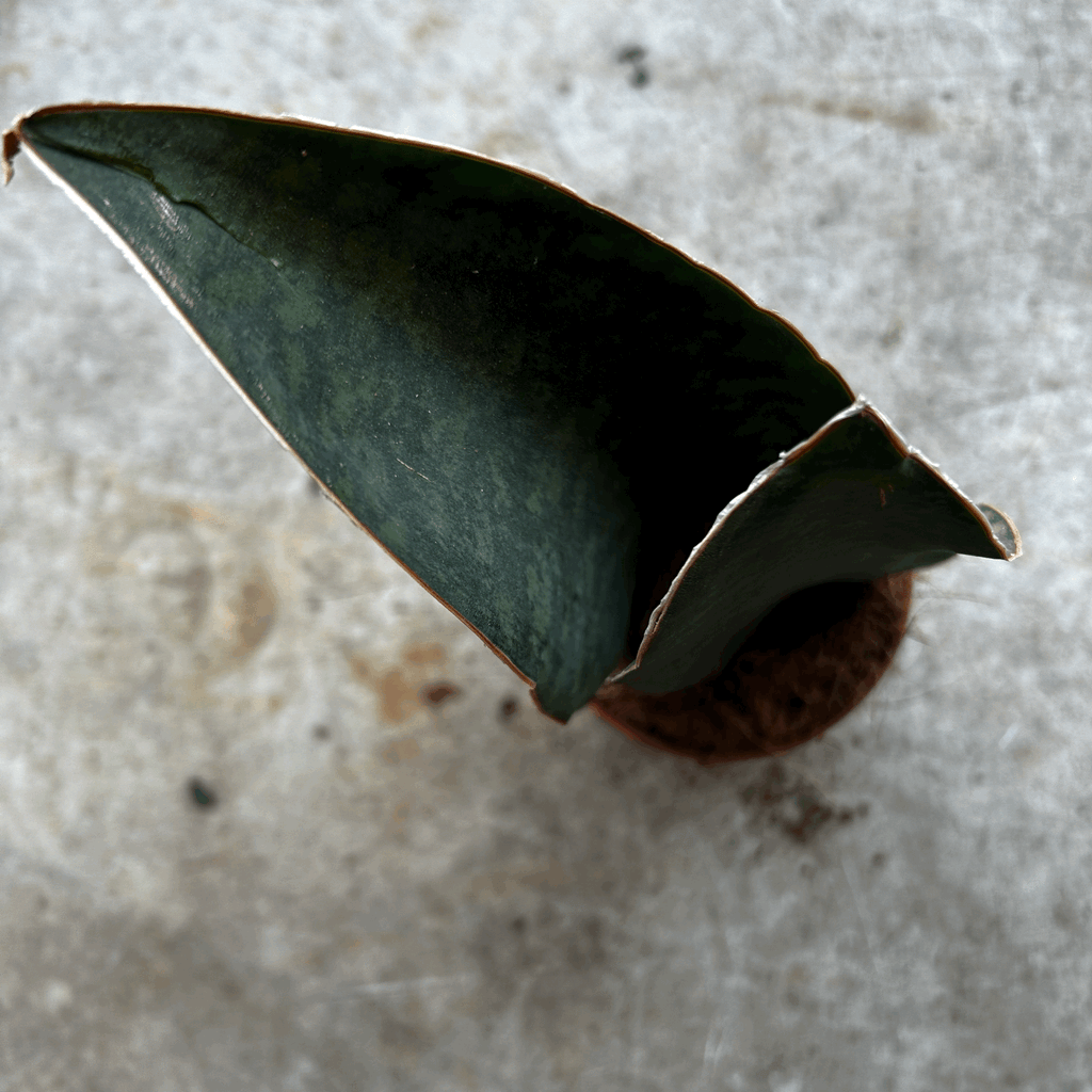 Sansevieria masoniana (Whales fin)