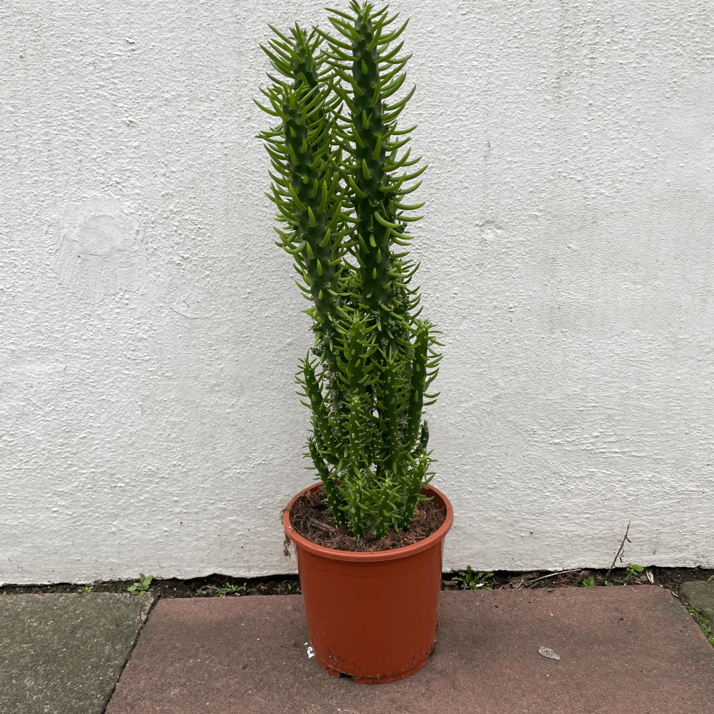 Austrocylindropuntia subulata (Eves Pin Cactus)