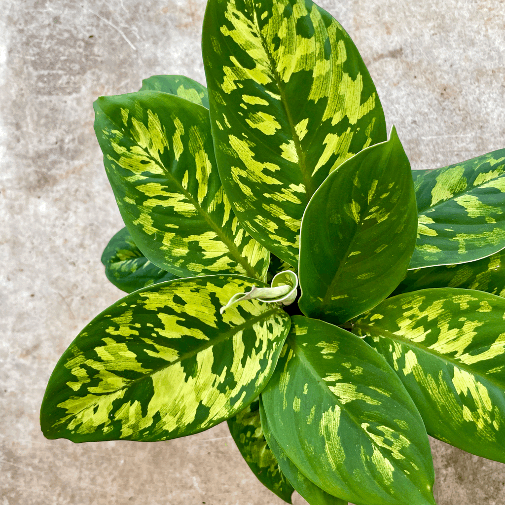 Homalomena wallissi 'Camouflage' (Shield Plant)