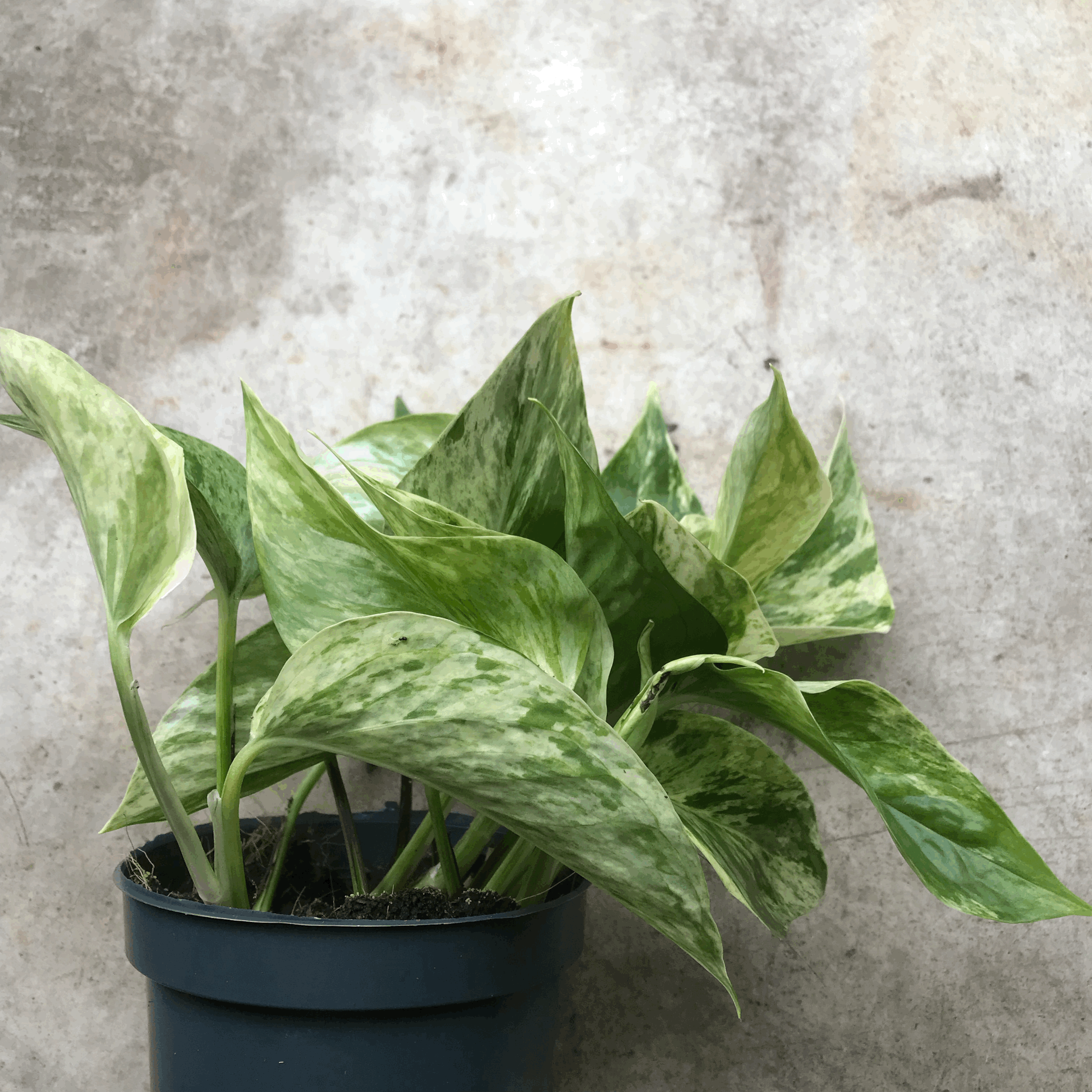 Epipremnum pinnatum 'Marble Queen' (Pothos)