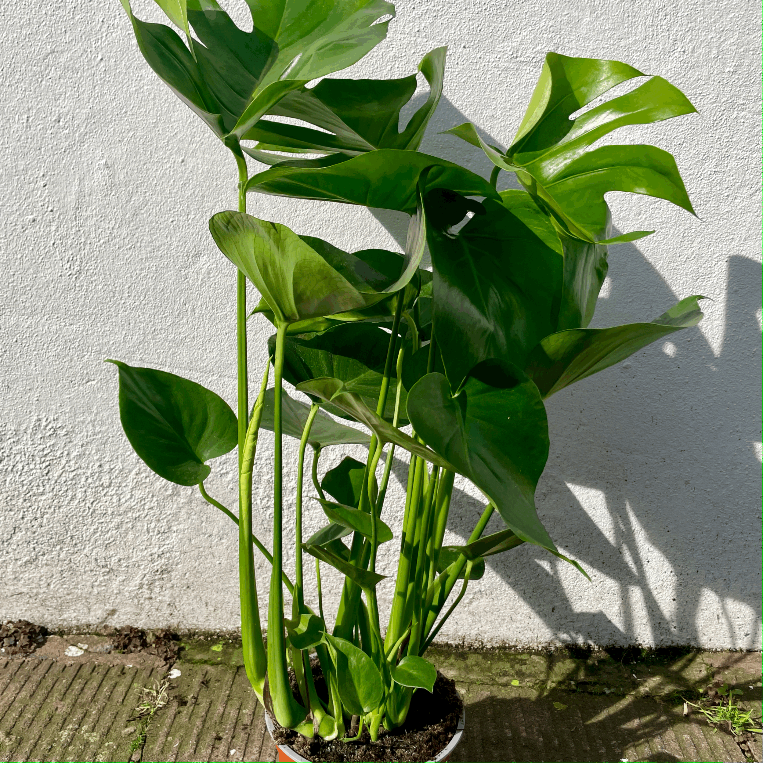 Monstera deliciosa (Swiss Cheese Plant)