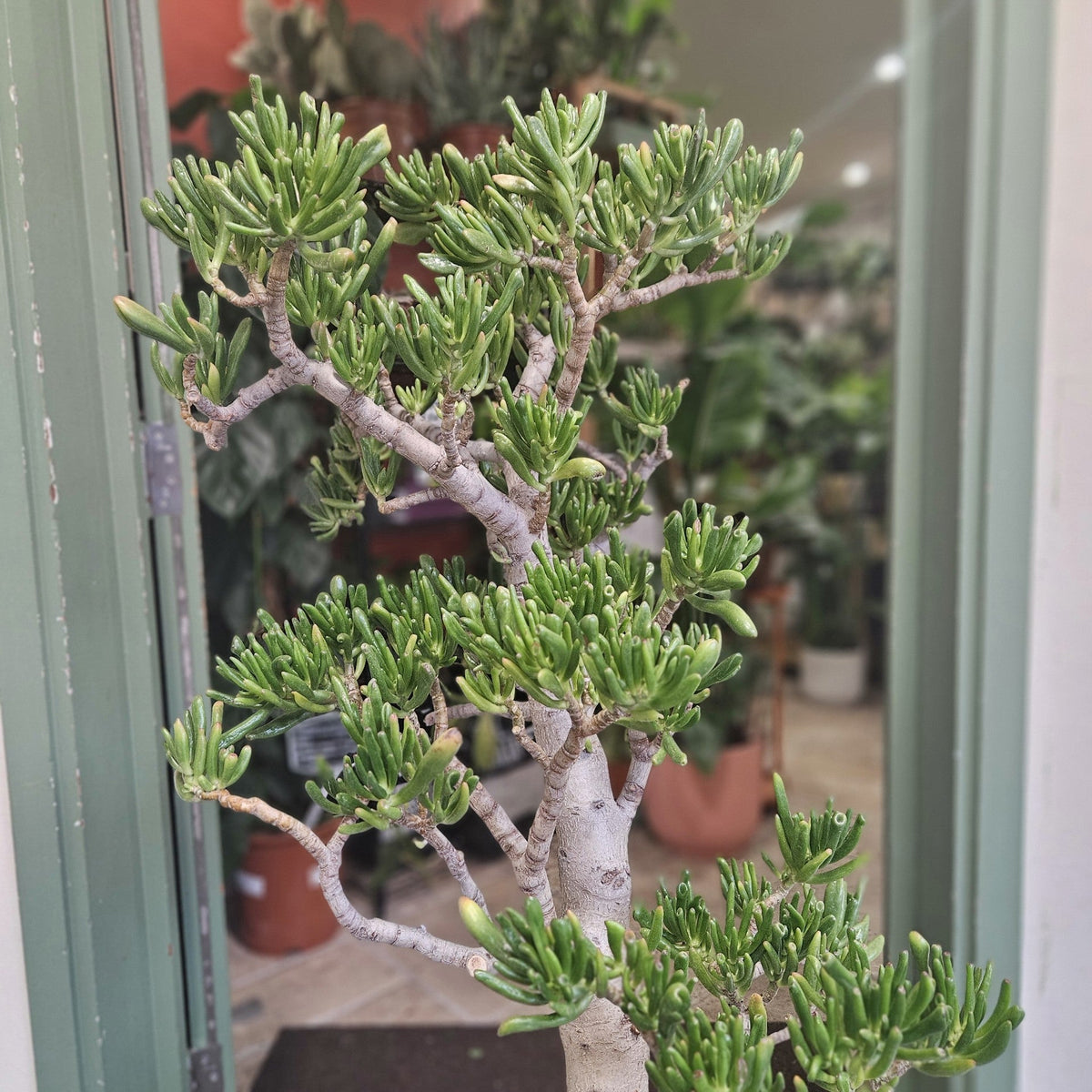 Crassula ovata 'Gollum' (Jade plant)