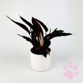 Calathea Triostar 14cm Potsize Houseplant