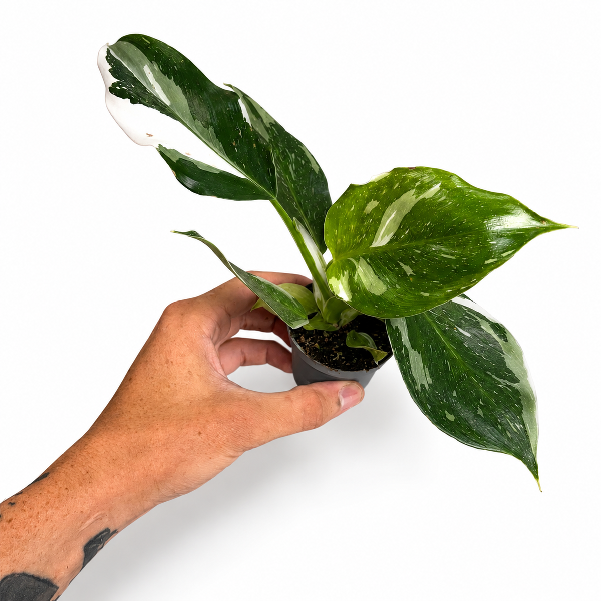 Mini plants Bundle - 6cm Plants